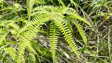 高清绿色蕨类植物视频素材视频的预览图